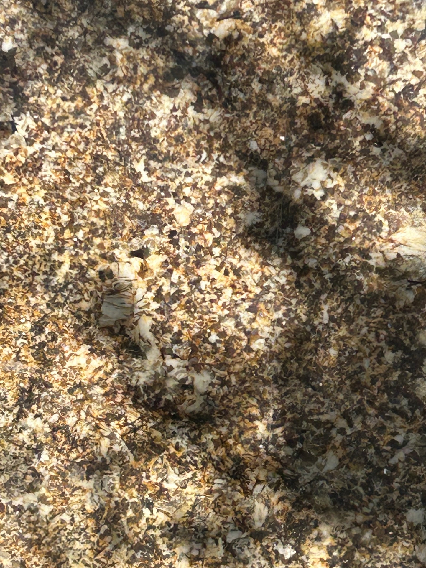 3CM Desert Beach - Granite