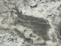 3CM Everest - Granite